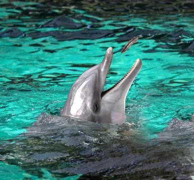 One cute dolphin Stock Photos
