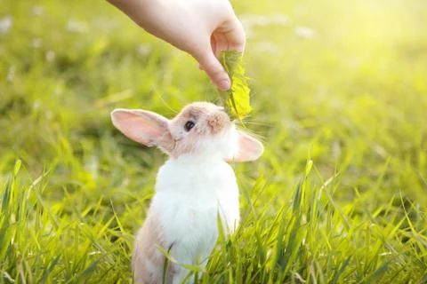 One Cute Happy Bunny in the Grass. Stock Photos
