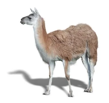 One cute Lama Stock Photos