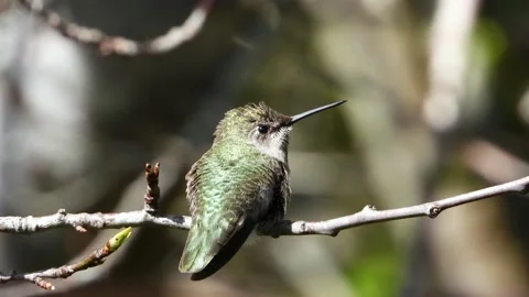 One cute little hummingbird perched on tree branch Stock Footage