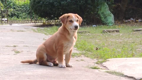 One cute lonely single small baby street stray dog child puppy sitting wandering Video stock 145283852
