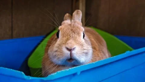 One cute rabbit close-up. A decorative fluffy beige bunny sits in toilet tray Stock Photos
