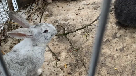 One cute white rabbit eating on the snow Stock-Footage 150264929