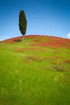 One cypress Foto stock