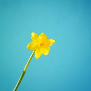 One daffodil Stock Photos