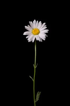 One daisy on a black background. Stock Photos