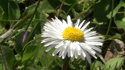 One daisy close view Stock Footage 334678650