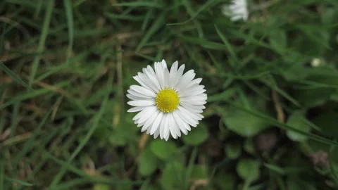 One daisy. Field chamomile The flower sways slightly in the wind. Close up Stock Footage 268749417