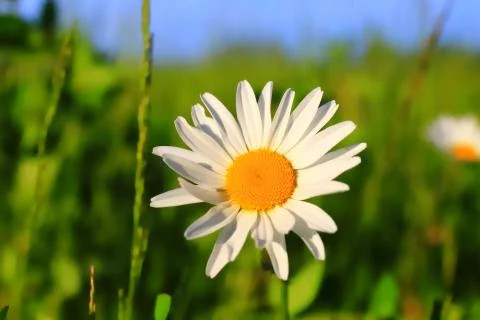 One daisy in a field close-up Stock Photos