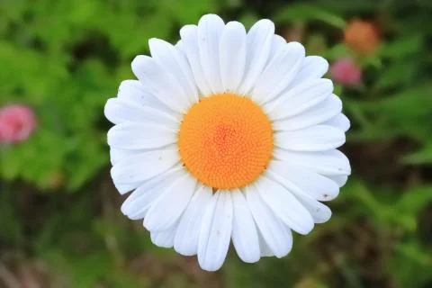 One daisy in a field close-up Stock Photos