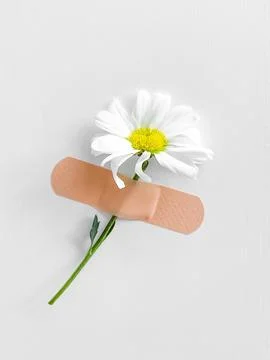 One daisy flower with stem fixed by adhesive bandage on a white textured wall Stock Photos