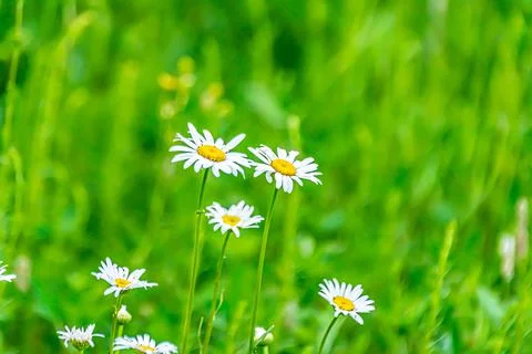 One Daisy green Stock Photos