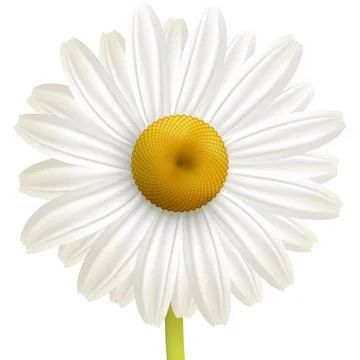 One daisy isolated on white background Stock Illustration