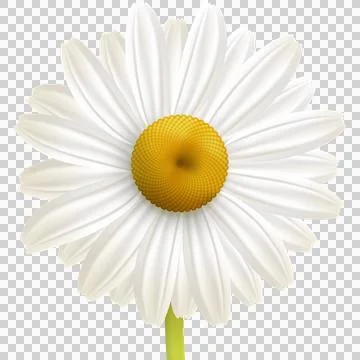One daisy isolated on white background Stock Illustration