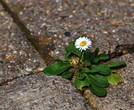 One daisy on pavement Stock Photos