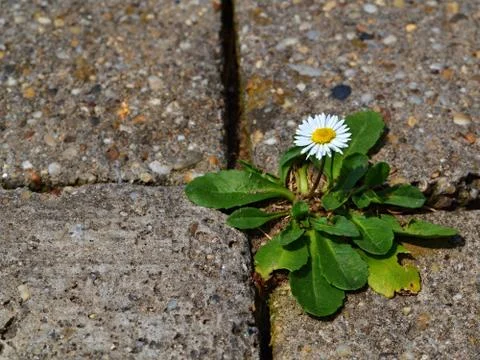 One daisy on the sidewalk Stock Photos