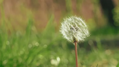 One Dandelion Among the Spring Forest is Preparing to Shed its Seeds Stock Footage 194544974