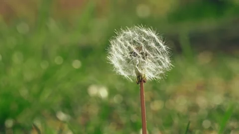 One Dandelion Among the Spring Forest is Preparing to Shed its Seeds Stock Footage 197535985