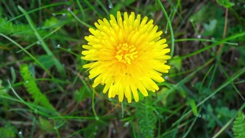 One Dandelion bloom at dawn Stock-Footage 75875601