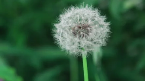 One dandelion on a blurred natural background Stock Footage 132211666
