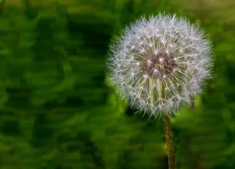 One dandelion clock isolated from the blurry green natural background Stock Photos