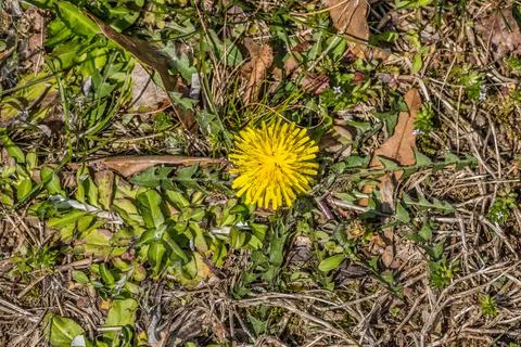 One dandelion closeup Stock Photos