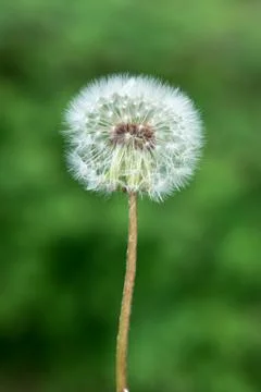One dandelion flower Stock Photos