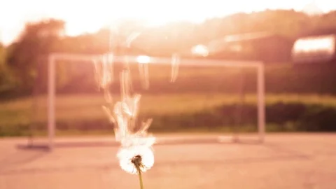 One dandelion Stock Footage 107461829