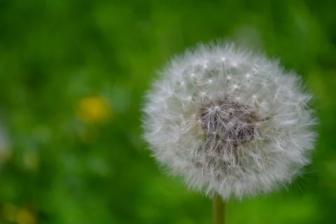 One dandelion on green background Stock Photos