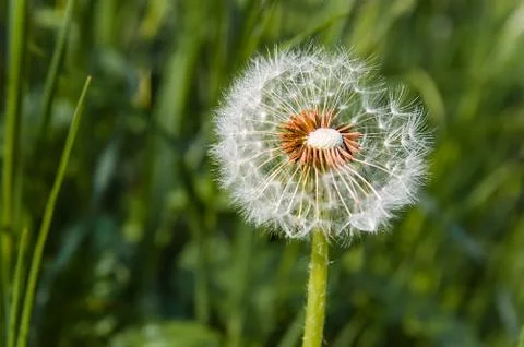 One dandelion Фото