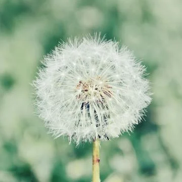 One dandelion Stock Photos