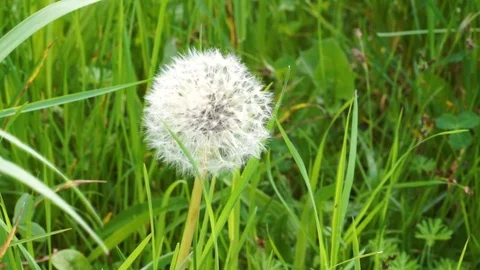 One Dandelion seeds blown in the wind. Green Grass in Spring Park Stock Footage 107879816