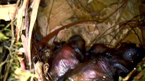 One day old bird chicks in nest Stock Footage 159108332