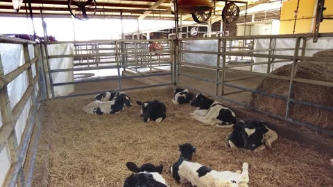 One day old calves of Holstein Friesian breed Stock Footage 295410686