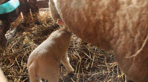 One day old lamb drinking milk from its mom Stock Footage 35970962