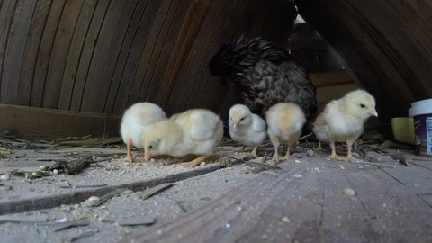 One Day Old Newborn Chicks 스톡 동영상 116493441