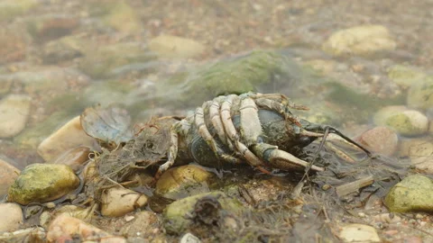 One dead crayfish (Astacus) lies on the shore of the lake. Stock Footage 153598532