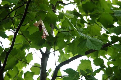 One Dead Leaf Among Green Live Leaves Stock Photos