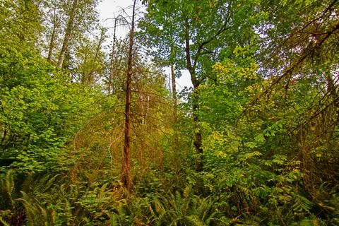 One dead red tree mixed into bright green of dense forest Stock Photos