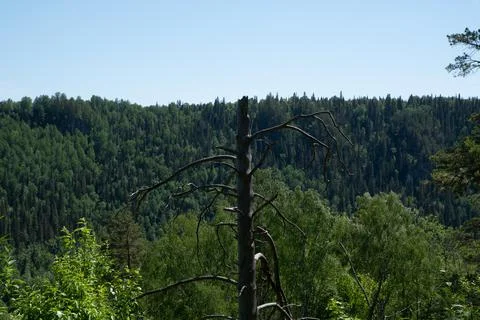 One dead tree in the foreground. A forest of pines, firs and other trees in t Stock Photos