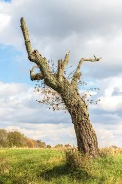 One dead tree in the shape of a hand Stock Photos