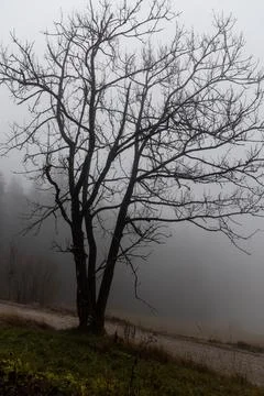 One deciduous tree without leaves is in a forest in autumn in fog. Vertical Stock Photos