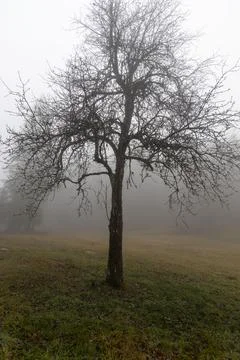 One deciduous tree without leaves is in a forest in autumn in fog. Vertical 스톡 사진