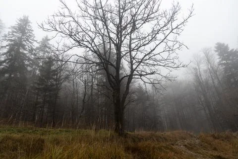 One deciduous tree without leaves is in a forest in autumn in fog Stock Photos