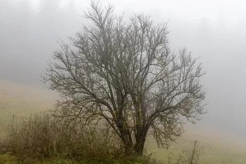 One deciduous tree without leaves is in a forest in autumn in fog Stock Photos