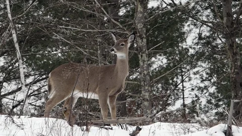 One Deer, smelling. looking around, Winter, hilltop snow, trees blowing. NE. Ma. Stock Footage 218973910