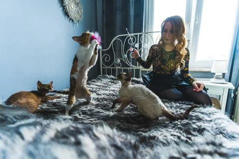 One Devon rex cat standing up to catch a toy held by a blonde woman sitting on a Stock Photos