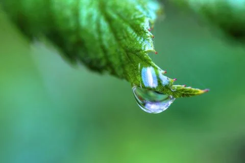 One dew drop on a leaf in high dynamic range Stock Photos