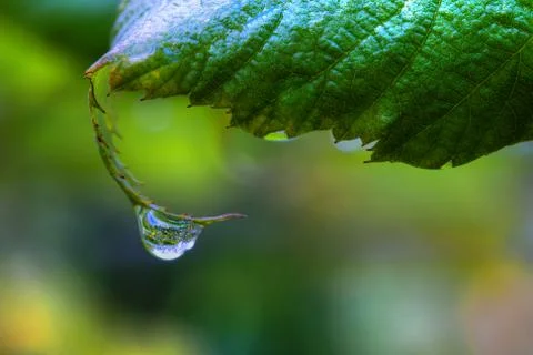 One dew drop on a leaf in high dynamic range Stock Photos