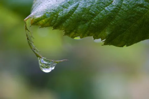 One dew drop on a leaf. Stock Photos